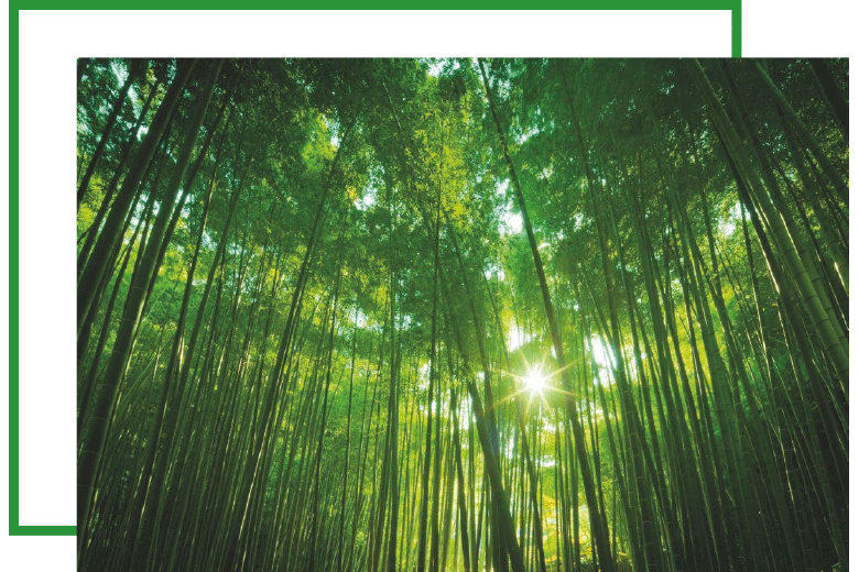 bamboo-genesi-life