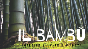 Il bambù potrebbe salvare il Pianeta!