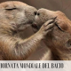 Oggi è la Giornata Mondiale del Bacio: vi raccontiamo quelli nel mondo animale