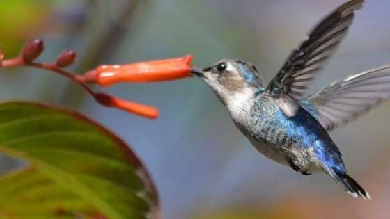 Il secondo sabato di maggio è la Giornata mondiale degli uccelli migratori