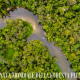 Ventidue giugno: la giornata dedicata alla Foresta Pluviale - World Rainforest Day