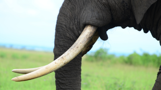 Oggi, 12 agosto, è la Giornata Mondiale dell’Elefante