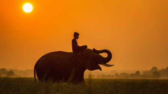 Oggi, 12 agosto, è la Giornata Mondiale dell’Elefante