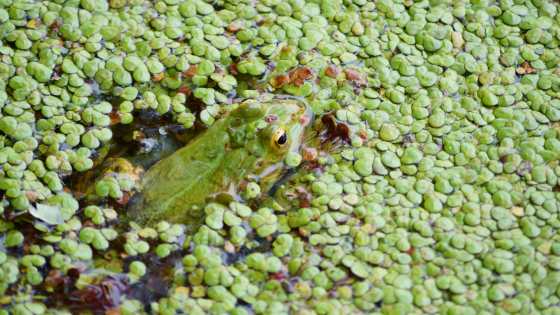 Save the Frog Day: niente baci regali, per favore… a rischio la vita del ranocchio