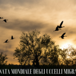 Il secondo sabato di maggio si celebra la Giornata mondiale degli uccelli migratori