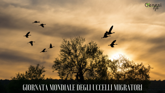 Il secondo sabato di maggio si celebra la Giornata mondiale degli uccelli migratori
