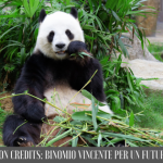 Bambù e carbon credits, il binomio vincente per un futuro sostenibile