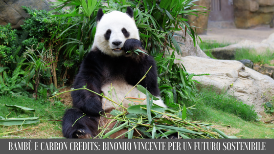 Bambù e carbon credits, il binomio vincente per un futuro sostenibile