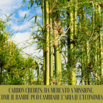 Carbon credits: da mercato a missione. Bambù per cambiare l’aria