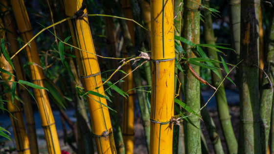 Eco-ansia: come trasformare la paura per il clima in azione
Piantagione bambù